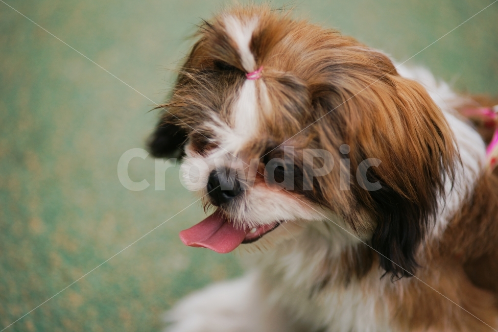 동물,개,시추,산책,혀,동물,animal,개,강아지,dog,doggy,포유류,mammal