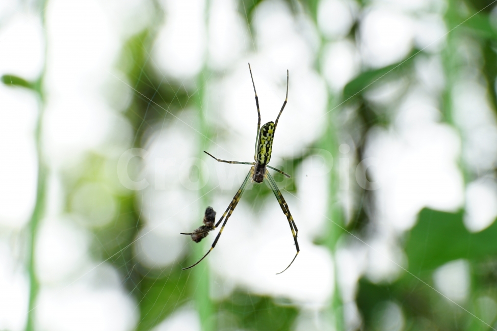 거미,곤충,동물,거미줄,자연,스파이더,spider,insect,nature,animal,함정,사냥꾼,헌터,hunter,무법자,벌레,사냥,포식자,동물,animal