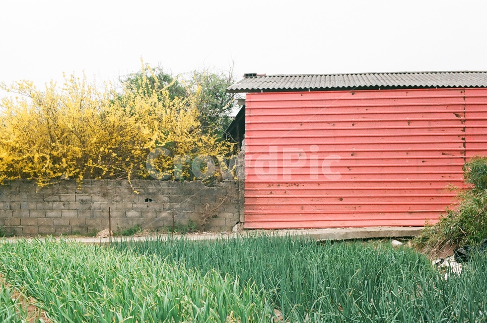 필름,film,시골,country,자연,밭,nature,plant,식물
