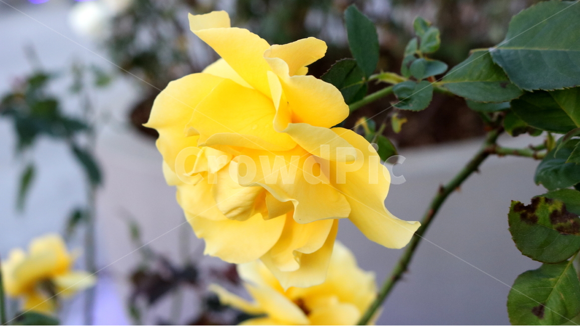 장미,꽃,장미꽃,나무,식물,원예종,관상용,식물,자연,plants,nature,꽃,flower