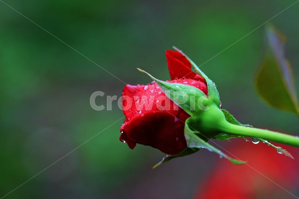 장미,꽃,플라워,식물,자연,식물,자연,plants,nature,꽃,flower