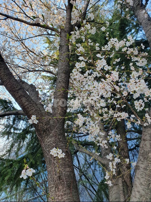 가로수,plant,식물,나무,treetrunk,벚꽃,blossom