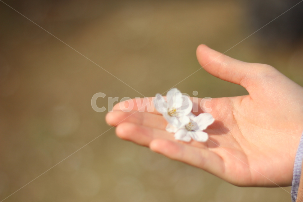 봄,봄꽃,벚꽃,꽃,spring,springtime,cherryblossom,landscape,scenery,flower,picture,풍경,낙엽,벚꽃잎,leaves,봄,계절,spring,season,꽃,flower