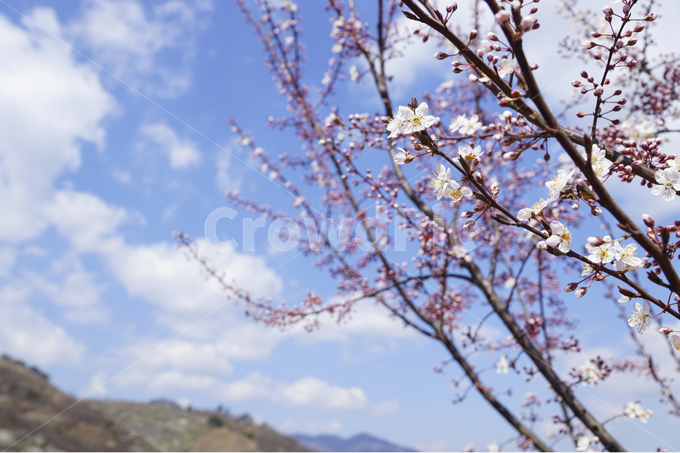 봄,매화,풍경사진,꽃,파란하늘,Landscape,flower,spring,bluesky,cloud,tree,봄,계절,spring,season,식물,자연,plants,nature,꽃,flower,plant,blossom