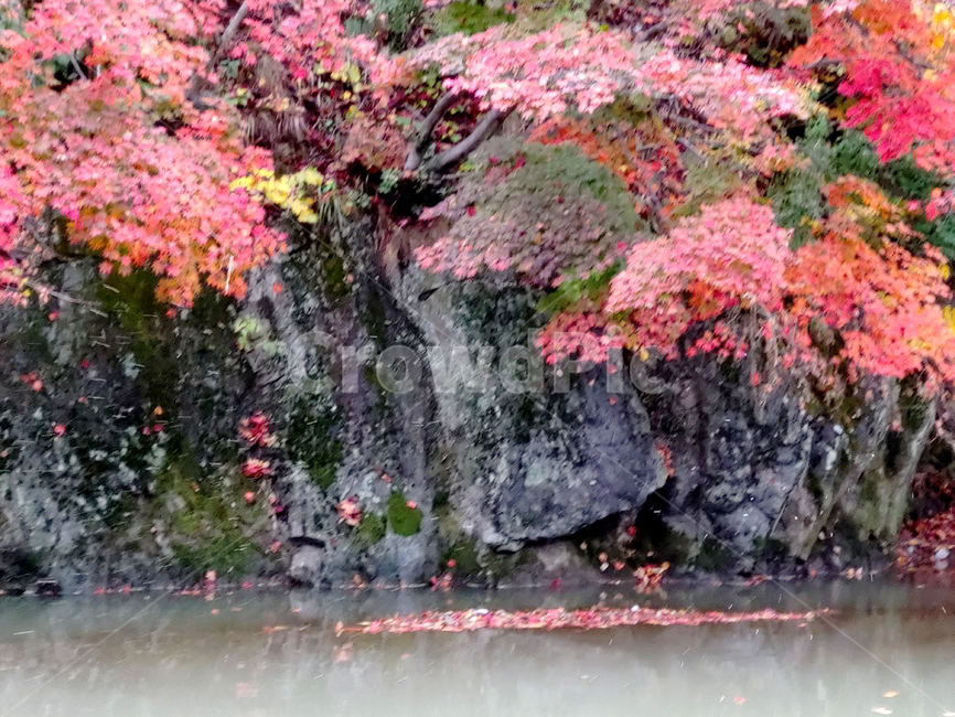 단풍,가을,물,나무,빨강단풍,가을,계절,fall,autumn,season,자연,풍경,nature,landscape,plant,식물,tree,petal,꽃잎,flower,꽃,blossom,outdoors,옥외