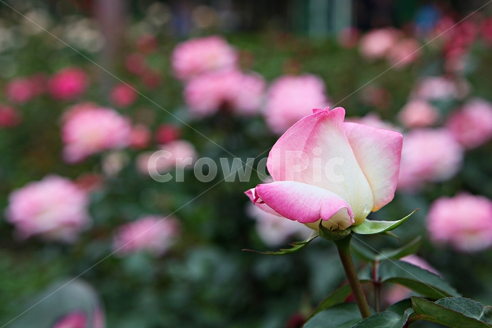 장미,장미꽃,꽃,장미원,봄꽃