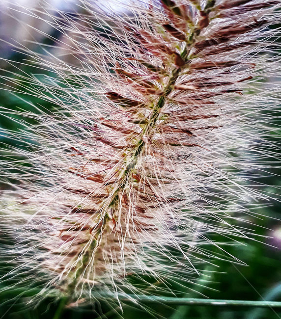 야생화,grass,plant,강아지풀,야생초,강변,식물,자연,plants,nature