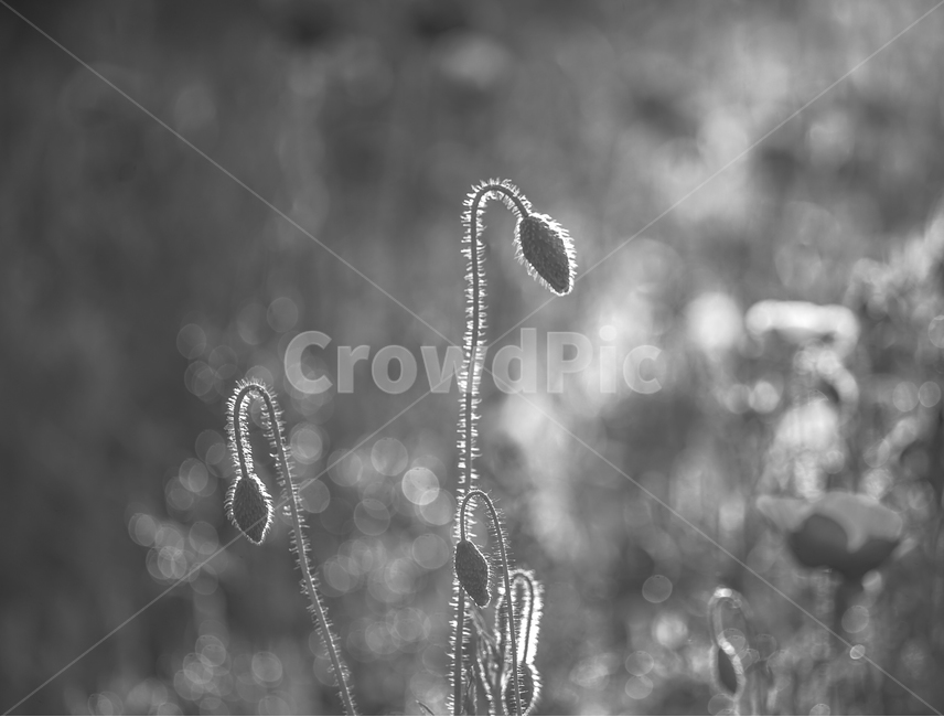 양귀비,미인,중국,꽃,자연,6월,화초,식물,자연,plants,nature,꽃,flower,흑백,모노톤,monochrome,black and white