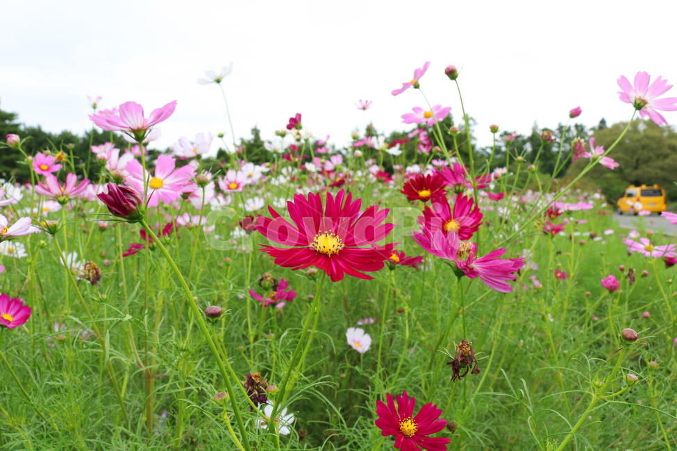 꽃,코스모스,코스모스꽃,식물,자연,풍경,국화과,가을,꽃밭,식물,자연,plants,nature,꽃,flower