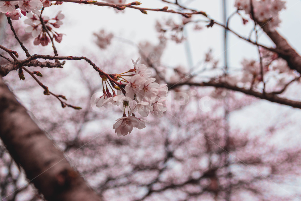 벚꽃,아웃포커싱,꽃,풍경,flower,spring,봄,계절,분홍,pink,cherryblossom,하늘,나무,배경화면,데이트,소풍,봄소풍,나들이,season,식물,자연,plants,nature,trees,wood,감성,sensible,feeling
