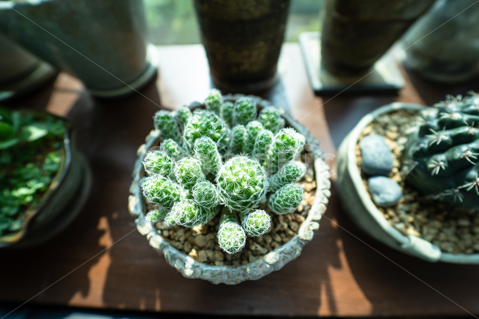 식물,다육식물,다육이,plant,botanical,실내용화초,화분,화초,house plant