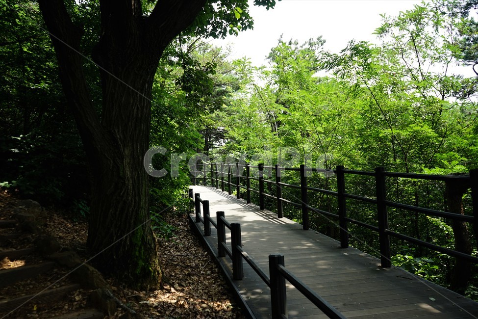 숲,자연,그늘,나무,녹음,녹색,forest,nature,shodow,trees,green,힐링,휴식,시원함,고요함,healing,relaxation,cool,calm,forestbathing,freshness,안산자락길,산책로,자연,풍경,nature,landscape,railing,난간,handrail,banister