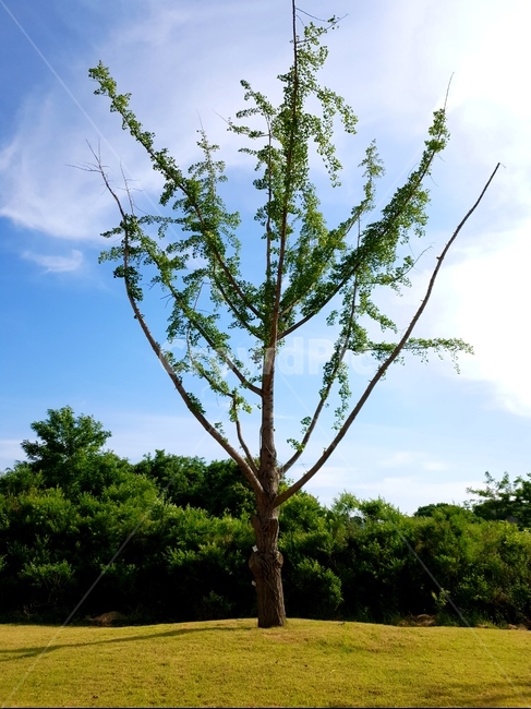 은행나무,나무,풍경,하늘,구름,식물,자연,plants,nature,나무,trees,wood