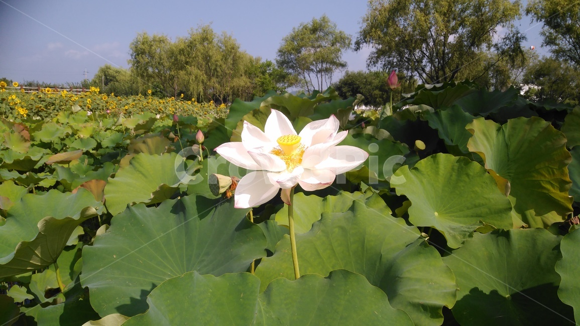 연꽃,여름꽃,연열매,연잎,홍련
