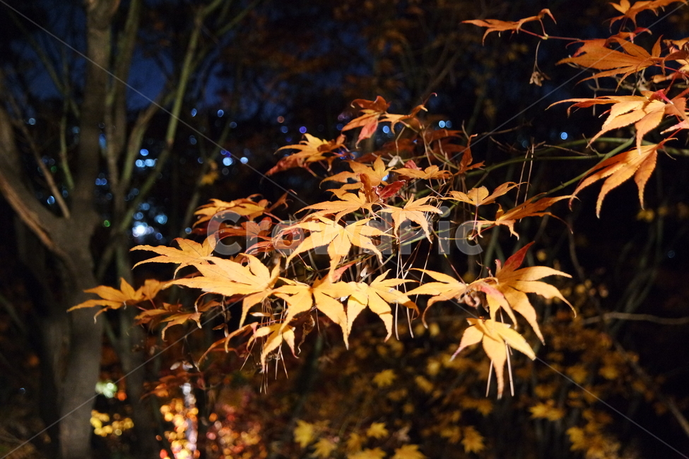 나뭇잎,잎사귀,단풍,가을,그림자,하늘,빨강,길,로드,밤,plant,식물,leaf,잎,나무,tree,leaves,foliage,autumn,shadow,sky,red,가을,계절,fall,autumn,season
