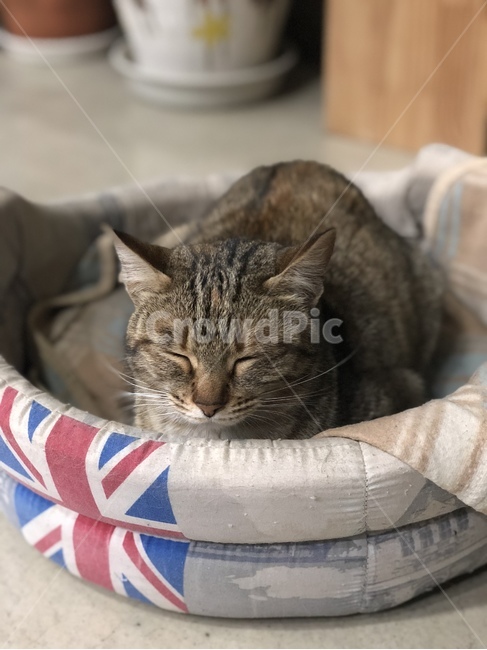고양이,반려동물,펫,냥이,야용이,동물