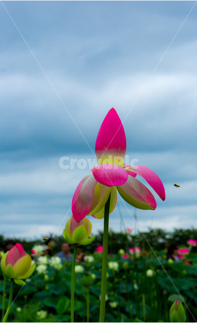 연꽃,꽃잎,자연,습지,관곡지,연꽃봉오리,식물,자연,plants,nature,꽃,flower