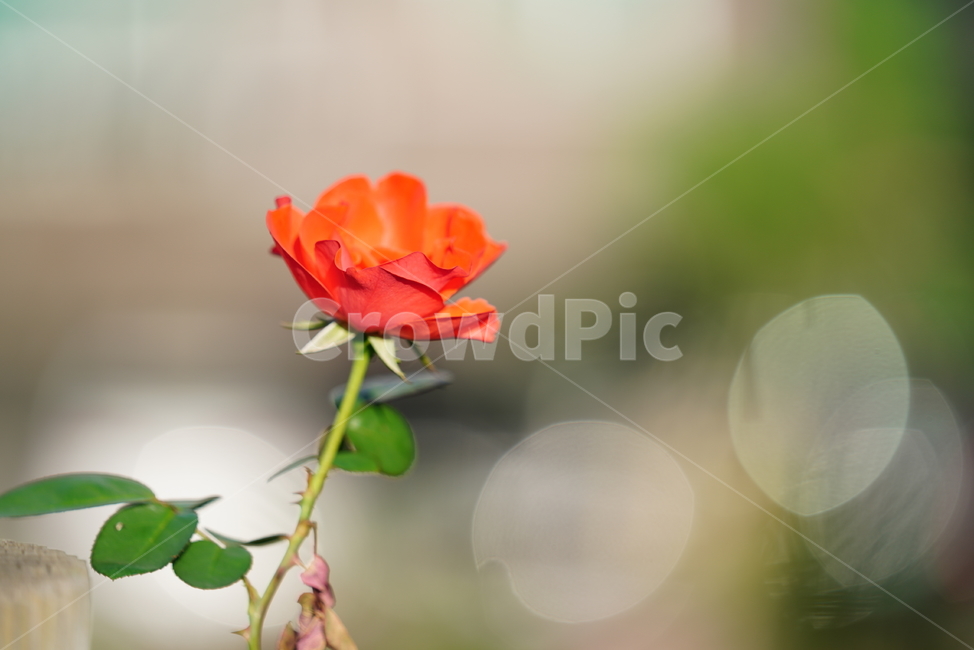 장미,꽃,플라워,식물,생물,생명,flower,plant,식물,자연,plants,nature,꽃,flower