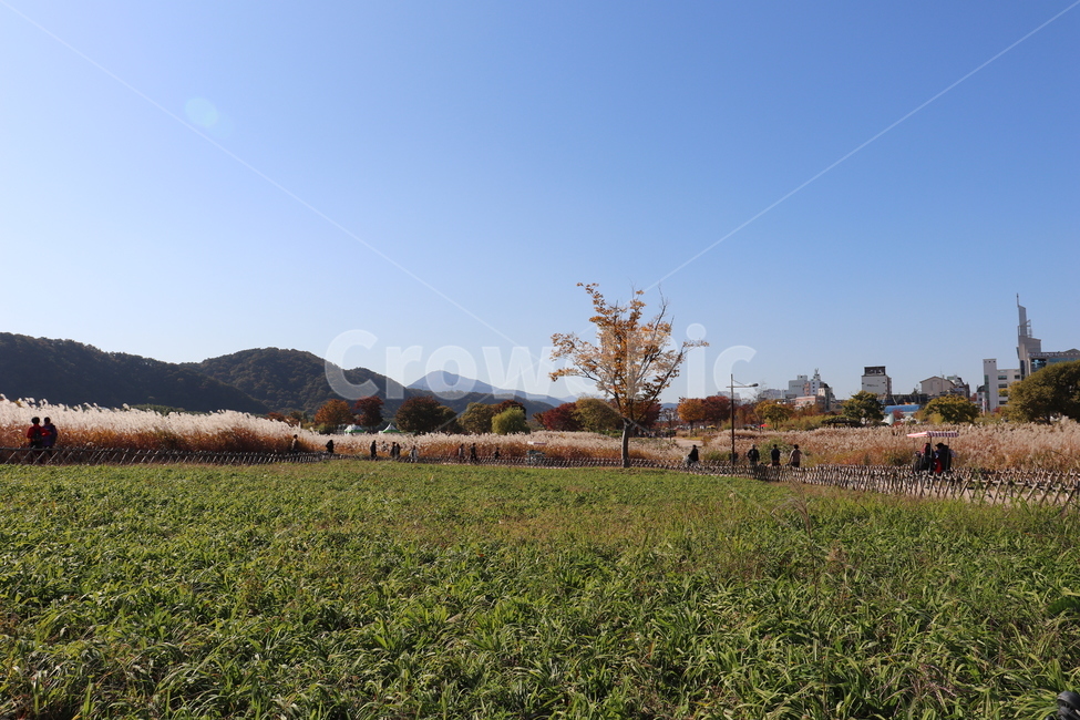 nature,자연,태화강,울산,outdoors,옥외,field,잔디,grass,목초지,grassland,들,plant,식물,자연,풍경,nature,landscape