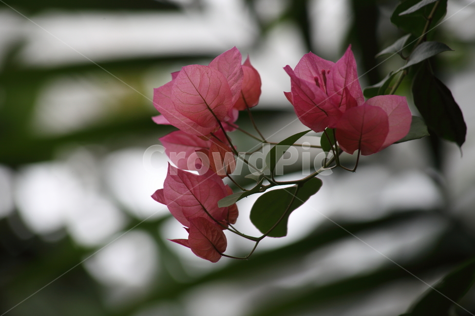 부겐베리아,부겐빌리아,꽃,bougainvillea,bougainvilleaglabra
