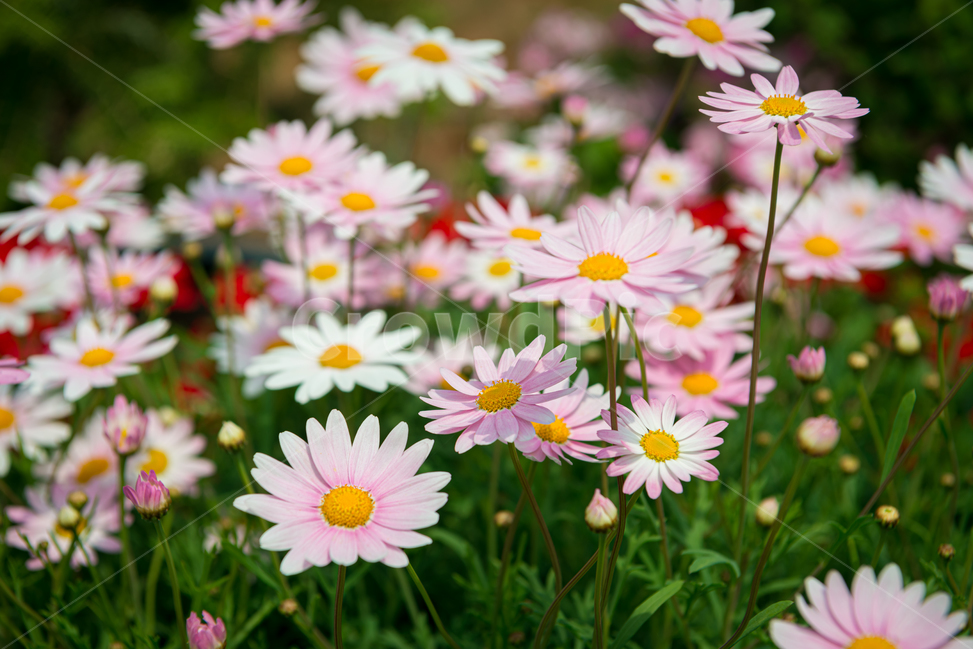 꽃,봄,계절,자연,식물,야외,공원,데이지,spring,nature,핑크,분홍색,pink,풍경,빛,season,plants,flower,감성,sensible,feeling