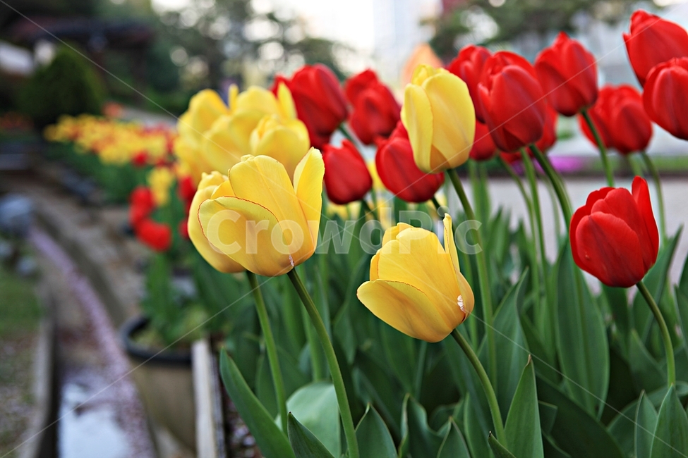 튤립,꽃,식물,봄꽃,자연,배경