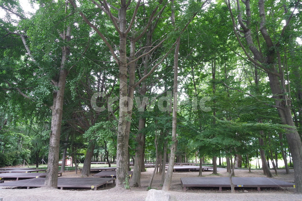 캠핑장,데크,garden,정원,tree,나무,plant,식물