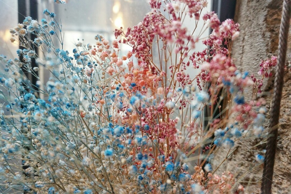안개꽃,꽃,flower,plant,식물,식물,자연,plants,nature