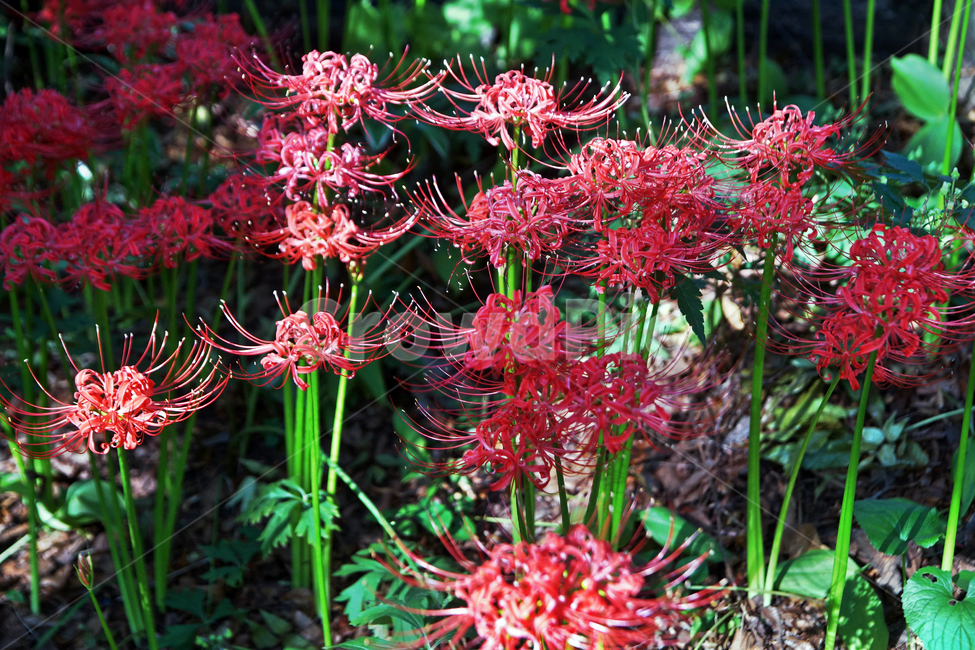 꽃무릇,상사화류,석산,독무릇,산오독,산두초,redspiderlily,가을,빨간꽃,수선화과,식물,꽃꽂이용,화단용,식물,자연,plants,nature,꽃,flower