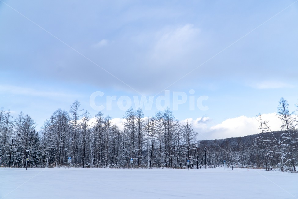 nature,자연,눈,겨울,snow,winter,삿포로,설경,겨울,계절,winter,season,자연,풍경,nature,landscape
