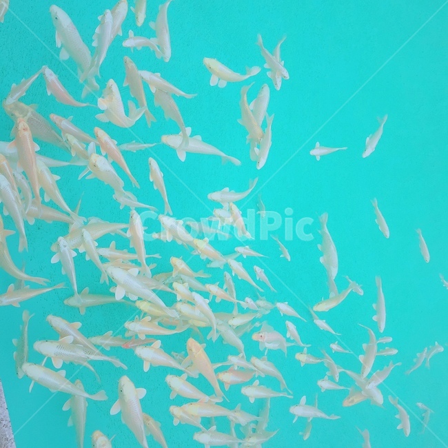 생물원,물고기,푸른색,청록색,물고기떼,신비로움,동물,animal,어류,물고기,fish