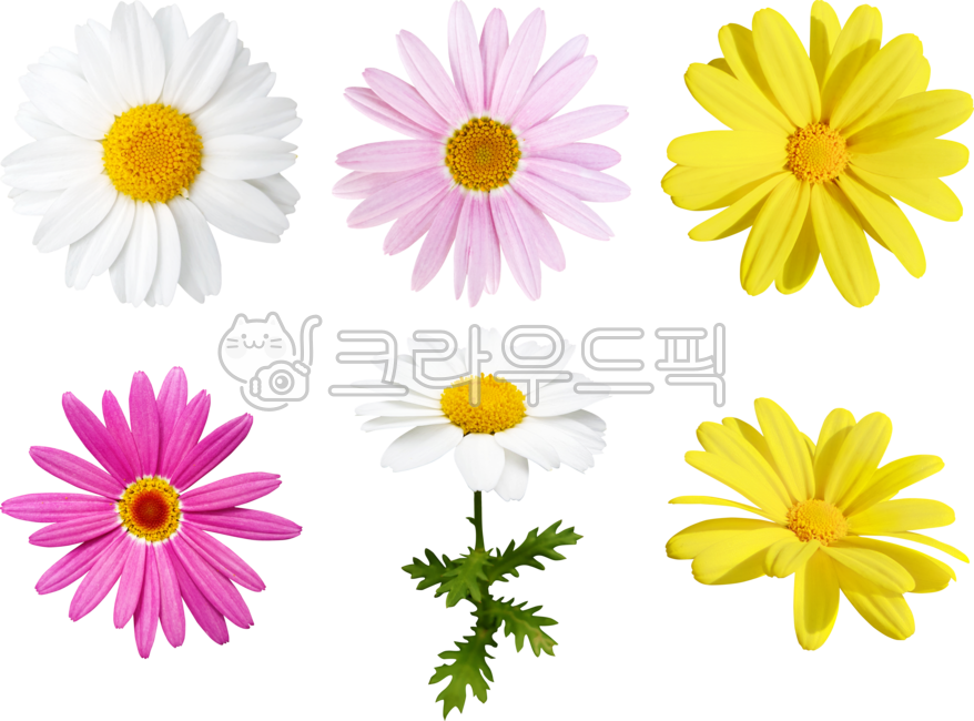 목마가렛,데이지,꽃,꽃잎,국화,marguerite,margueritedaisy,parisdaisy,argyranthemumfrutescens,daisy,flower,petal,chrysanthemum,흰색,분홍색,노랑색,핑크,화이트,white,pink,yellow