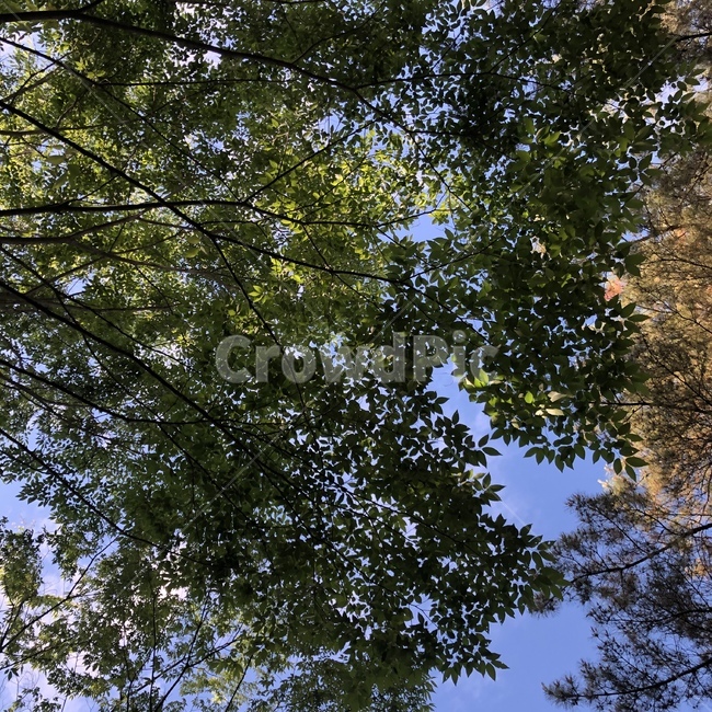tree,나무,식물,자연,하늘,sky,sunlight,plant