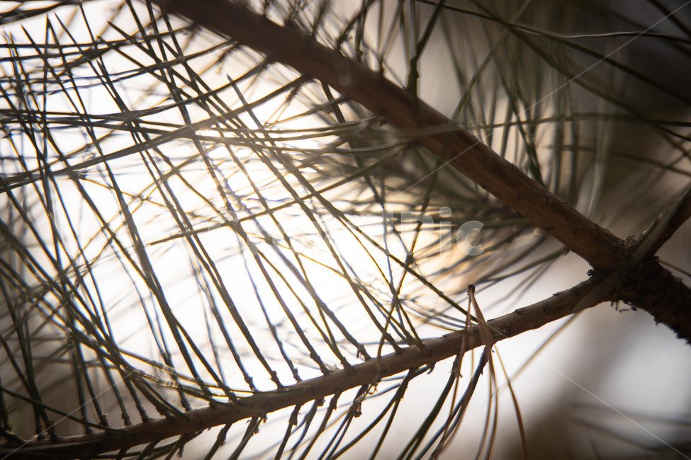 소나무,잎,실루엣,나무,침엽수,식물,자연,plants,nature