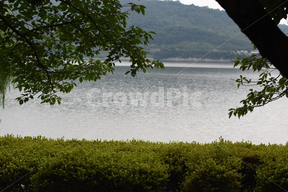 나무,풍경,공원,tree,park