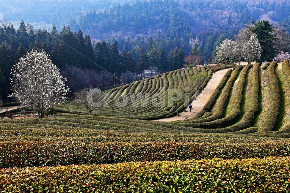 전남,보성,대한다원,녹차밭,녹차,다원,농사,녹차잎,목련,봄,계절,사람,경치,경관,풍경,nature,자연,outdoors,옥외,rural,농촌,farm,농장,농업,농사,agriculture,farming,farming industry