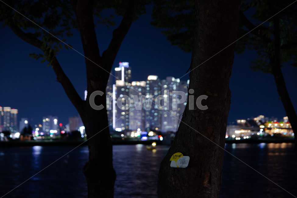 수성못,야경,나무,밤,대구,야경,밤,풍경,nightscape,night,landscape,도시,city,tree,plant,식물