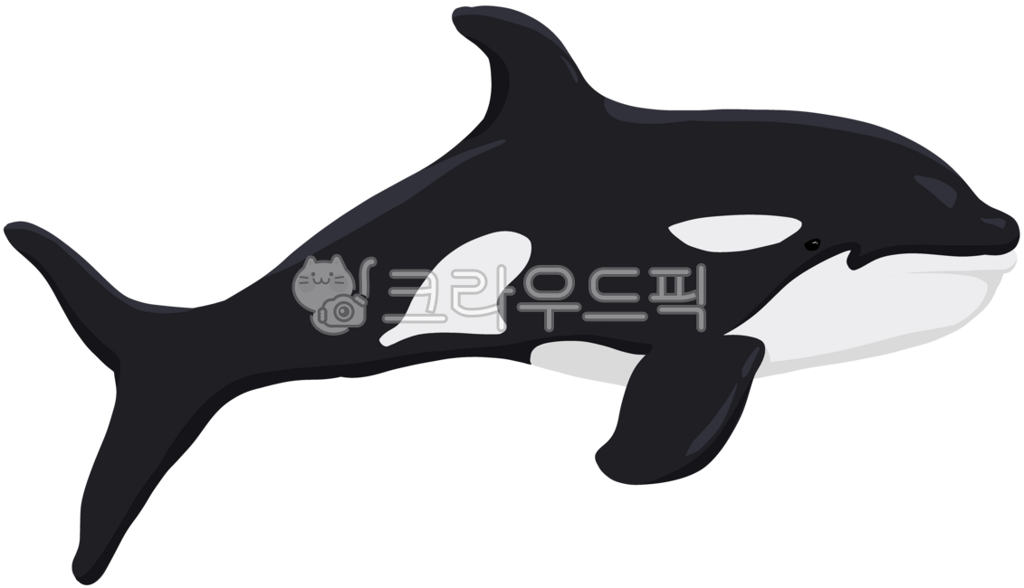 고래,바다,바다생물,해양생물,바다속,고래그림,해양생물그림,바다속그리기,동물,고래일러스트,헤엄치는고래,옆모습,whale,marinelife,sea,ocean,swim,swimmingwhale,grampus,killerwhale,animal,고래옆모습,바다생물일러스트,범고래,범고래그림,범고래일러스트