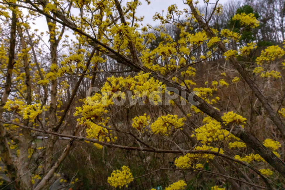 산수유,산수유꽃,산수유나무,노랑,꽃,봄,봄,계절,spring,season,식물,자연,plants,nature,꽃,flower,tree,나무,plant