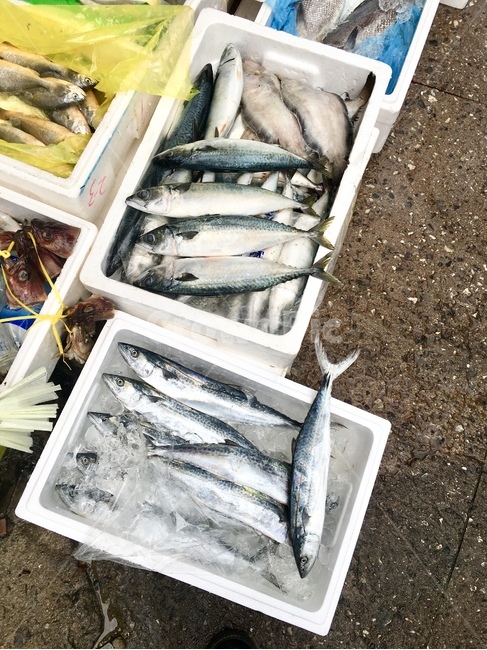 fish,해양생물,고등어,물고기,생선가게,시장,수산물,해산물,fishery products,seafood