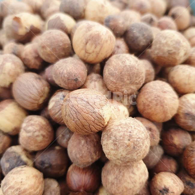 상수리,상수리열매,도토리,도토리열매,참나무열매,식물,food,야채,nut,seed,씨,과일,열매,fruit