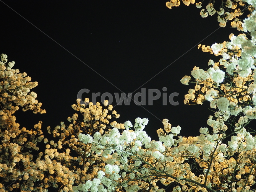 풍경,벚꽃,꽃,나무,청풍,밤,봄,계절,spring,season,야경,밤,풍경,nightscape,night,landscape,식물,자연,plants,nature,꽃,flower,plant