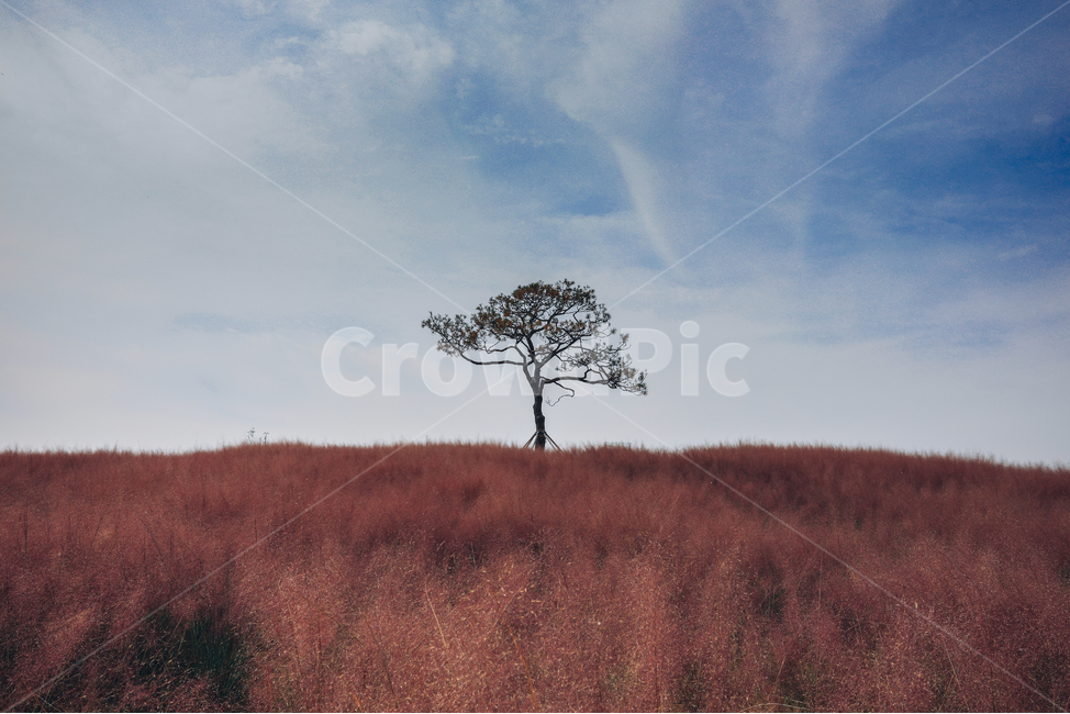 핑크뮬리,나무,자연풍경,하늘,풍경,들판,자연,풍경,nature,landscape,제주도,jeju,jeju island,식물,plants,나무,trees,wood,savanna,대초원,outdoors,옥외,grassland,목초지,field,들