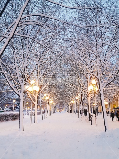 겨울,가로등,가로수,조명,눈길,스웨덴,스톡홀름,winter,sweden,겨울,계절,winter,season