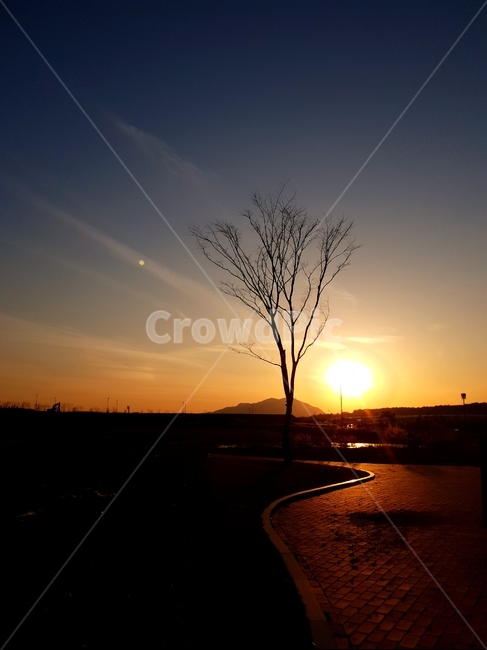 일몰,하늘,석양,나무,풍경,겨울,nature,자연,outdoors,옥외,sunlight,햇빛,dawn,새벽,red sky,붉은 하늘,sunset,sky,dusk,황혼