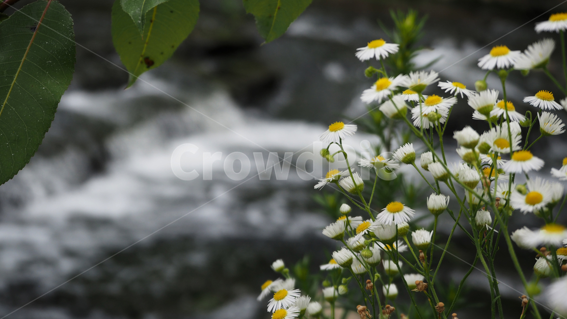 야생화,꽃,흰색,wildflower,flower,white