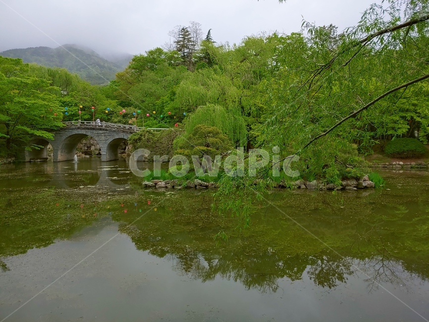 경주,자연,호수,식물,나무