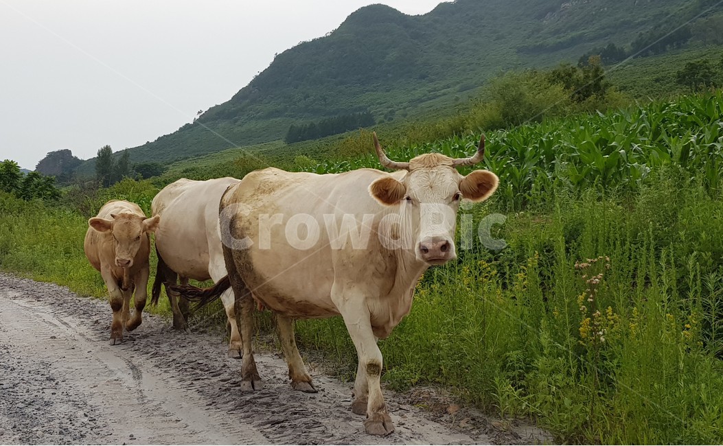 cow,소,animal,동물,cattle,가축,mammal,포유류