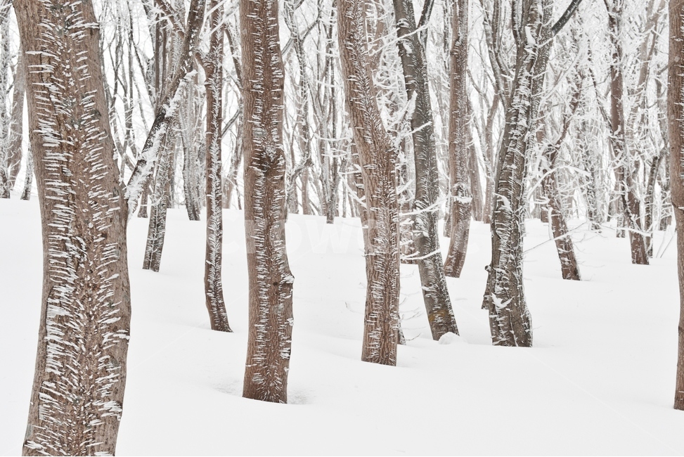 자연,겨울,눈,snow,winter,상고대,식물,나무,nature,울등도,tree,겨울,계절,winter,season,자연,풍경,nature,landscape