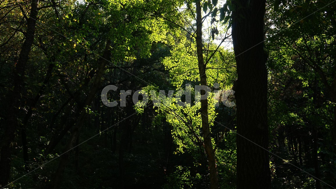 나무,녹색,숲,초가을,자연,nature,trees,green,woods,fall,autumn,자연,풍경,nature,landscape,tree,plant,식물,tree trunk,나무 줄기